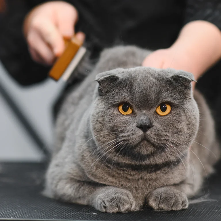 cat-grooming-in-pet-beauty-salon-grooming-master-2025-03-16-11-02-23-utc