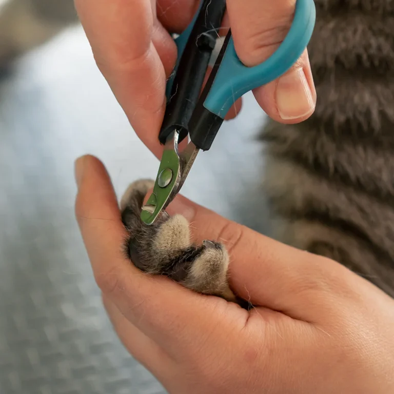 close-up-in-a-grooming-salon-small-scottish-cat-gr-2024-12-05-20-29-13-utc