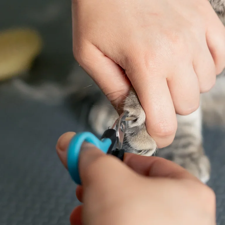 close-up-in-a-grooming-salon-small-scottish-cat-gr-2024-12-05-20-29-20-utc