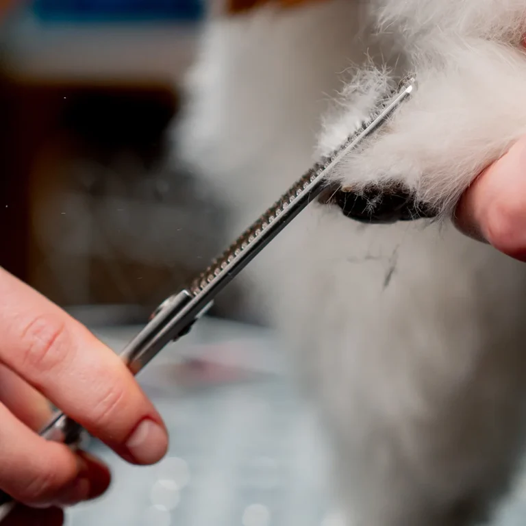 close-up-in-the-grooming-salon-a-small-white-spitz-2024-12-04-00-45-19-utc