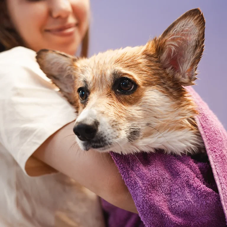 female-groomer-wiping-dog-s-hair-after-washing-in-2025-02-20-11-12-33-utc