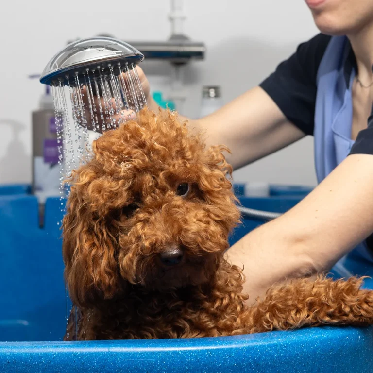 pet-groomer-is-gently-washing-a-small-brown-poodle-2025-06-19-17-21-01-utc